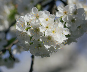 Wiosenne kwiaty wiśni, w promieniach słońca   © Marcin