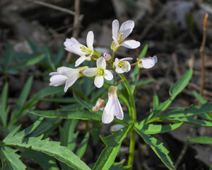 Cardamine concatenata (Cutleaf Toothwort) Native North American Woodland Wildflower