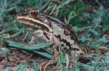 European Edible Frog (Rana esculenta). Frog in duckweed, Sardinia, Italy.