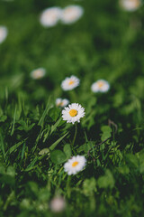 Wiosenne stokrotki rosnące na zielonym trawniku, w promieniach wiosennego słońca © Marcin