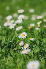 Wiosenne stokrotki rosnące na zielonym trawniku, w promieniach wiosennego słońca © Marcin