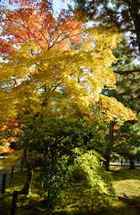 Naklejka premium 秋の清涼寺 境内の紅葉 京都市右京区嵯峨