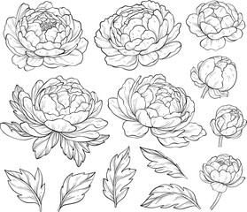 Set of beautiful peony flowers. Outline design. Collection of peony flower buds and leaves. Botany. Vector illustration of floral decoration for print. © mirifadapt