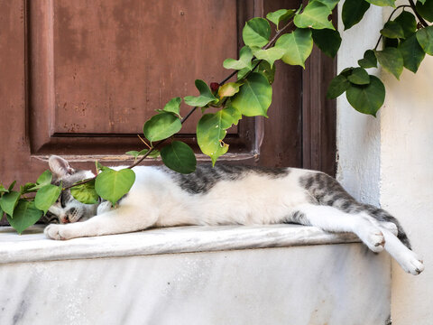 chats en Gr&egrave;ce