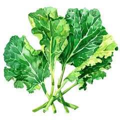 vegetable - Agreeable.green kale.illustration ,.watercolor (2)