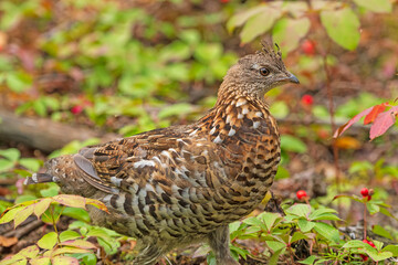 Ruffed grouse in a Pastel Forest