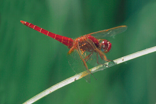 Libellula, dragonfly,  Crocothemis erythraea , sardegna, Italia....