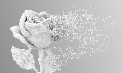 Digital flower white rose disintegrates to 3d pixels. 3d illustration. - 788673424