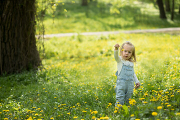 A beautiful little girl walks in a field of dandelions. Dandelion in the hands of a small child. A...