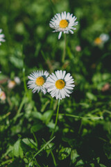 Wiosenne stokrotki rosnące na zielonym trawniku, w promieniach wiosennego słońca © Marcin