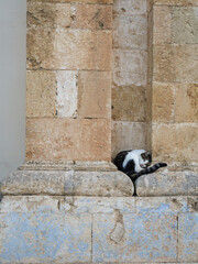 chats en Gr&egrave;ce