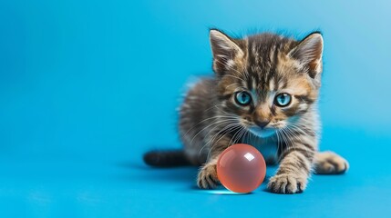 Little kitten marble and sea toy on blue background