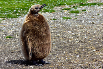 A fluffy young King Penguin at Volunteer Point, Falkland Islands.