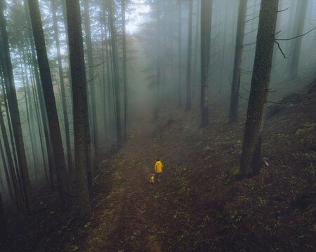 Aerial view of misty forest in Sao Lourenco Forest, Manteigas, Serra da Estrela, Portugal.