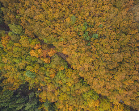 Aerial view of lush forest canopy in Sao Lourenco Forest, Manteigas, Serra da Estrela, Portugal.