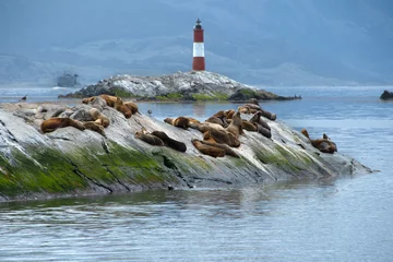 Les Eclaireurs lighthouse and Sea Lions in the Beagle Channel, Argentina. © donfink