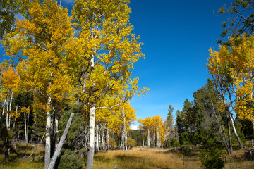 An aspen grove in the fall along the Grand Loop Road southwest of Mammoth Hot Springs.