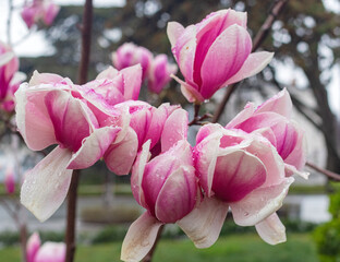 beautiful spring magnolia flowers
