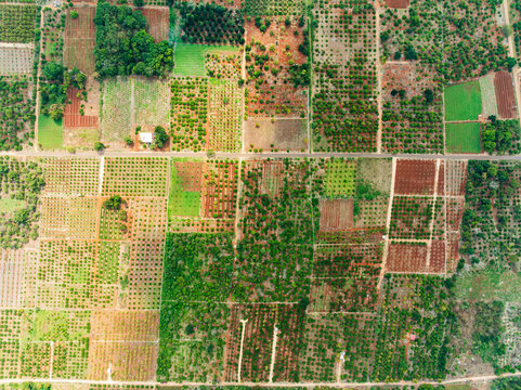 Aerial view of green orchards in Oxkutzcab, Yucatan, Mexico.