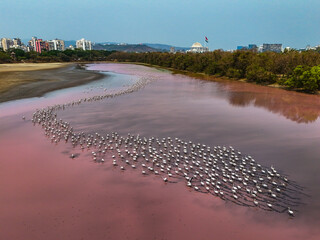Aerial view of Reddish Pink Water with Flamingo in Algal Bloom, Seawoods, Navi Mumbai, India.