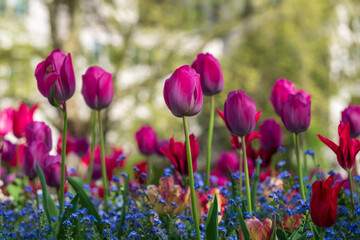 Colourful tulips, photographed in springtime at Victoria Embankment Gardens on the bank of the...