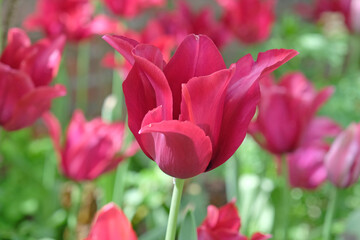 Deep pink purple lily flowered tulip, tulipa ‘Merlot’ in flower.