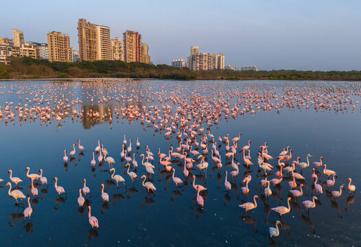 Aerial view of pink flamingos standing in the water at Flamingo, Seawoods, Navi Mumbai, India.