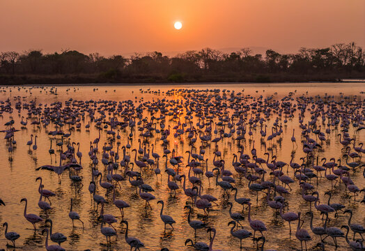 Aerial view of flamingos at sunset in Seawoods, Navi Mumbai, India.
