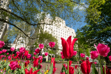 Colourful tulips, photographed in springtime at Victoria Embankment Gardens on the bank of the...