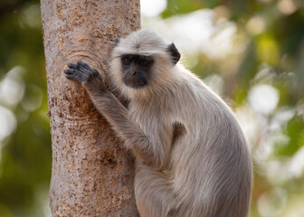Obraz premium A Langur monkey on safari at Tadoba National Park in Tadoba Andhari Tiger Reserve in Chandrapur, Maharashtra, India