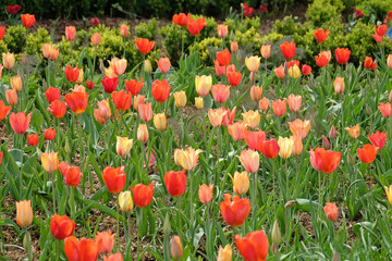 Naklejka premium A bright and colourful red and orange drift of tulips in naturalised in grass.
