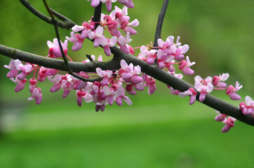 Branch with bright pink small flowers of spring blooming Eastern redbud tree 'Cercis canadensis' . Landscaping, gardening , awakening of nature concept. Free copy space.