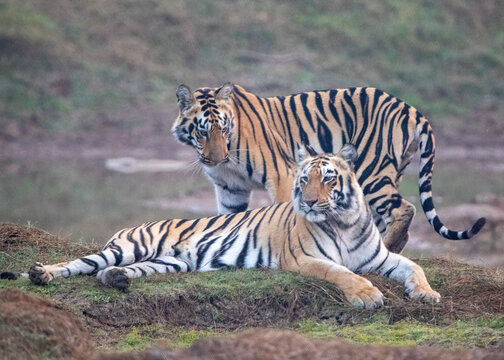 Tigers on safari at Tadoba National Park in Tadoba Andhari Tiger Reserve in Chandrapur, Maharashtra, India
