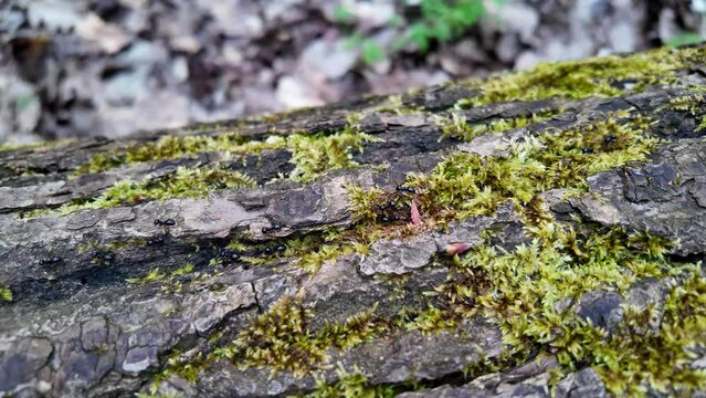 Black ants walking on tree bark