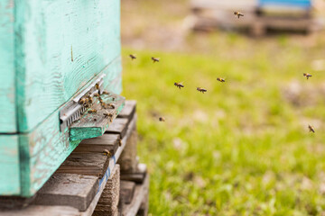bees flying into the hive, filmed in early spring