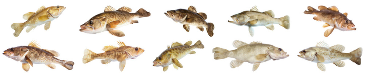 Freshwater cod fish varieties swimming isolated cut out png on transparent background