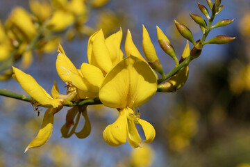 Spartium junceum, also known as Spanish or rush broom, is native to the Mediterranean basin,...