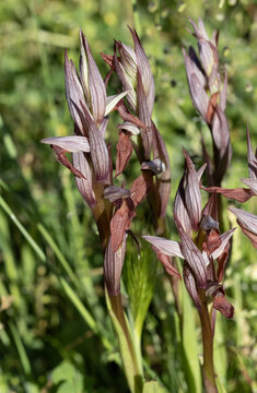 The small-flowered tongue-orchid, Serapias parviflora, is a species of orchid native to the Mediterranean Basin and the Atlantic coast of Europe. Spikes detail