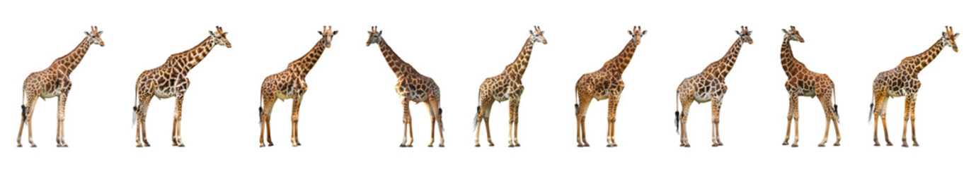 Serene giraffes with distinctive patterns standing isolated cut out png on transparent background