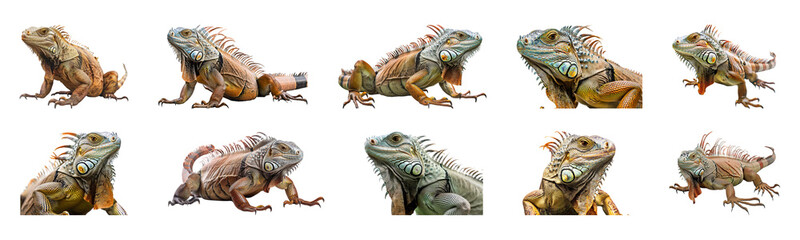 Obraz premium Diverse iguanas in natural poses isolated cut out png on transparent background