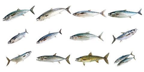 Atlantic mackerel fish isolated in various movements cut out png on transparent background