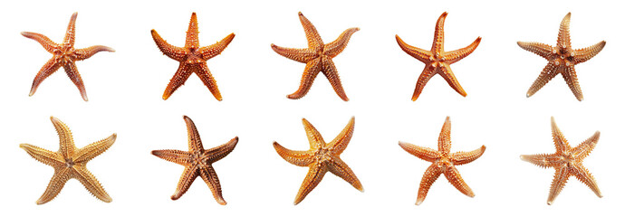 Assortment of starfish cut out png on transparent background