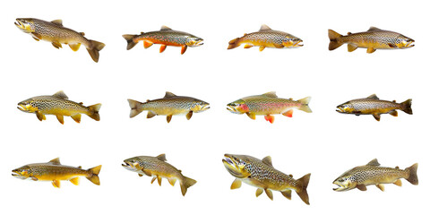 Freshwater trout species cut out png on transparent background