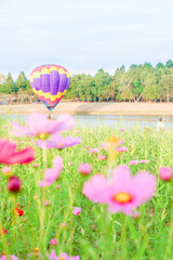 Hot air balloon over yellow flower fields against blue sky,Colorful Hot air balloons flying over...