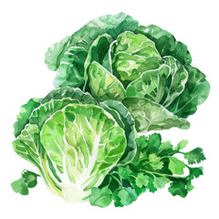 Obraz premium vegetable - Leaf Lettuce: Leaf lettuce comes in various colors