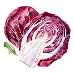 Obraz premium vegetable - Lush.Radicchio.illustration ,.watercolor