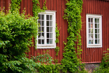 Fototapeta na wymiar Swedish red wooden townhouse with two windows with white frames and fresh green climbing vines in summer. 