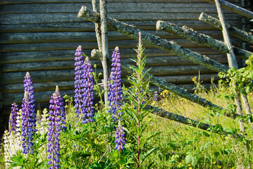 Old swedish grey timbered building with typical roundpole fence and blooming lupine flowers in...