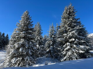 Picturesque canopies of alpine trees in a typical winter atmosphere after the winter snowfall above the tourist resorts of Valbella and Lenzerheide in the Swiss Alps - Canton of Grisons, Switzerland