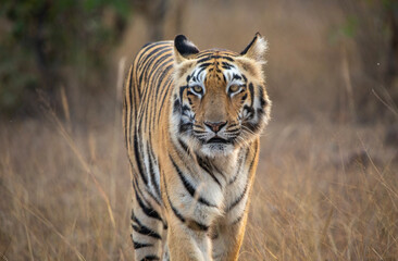 Tigress on safari at Tadoba National Park in Tadoba Andhari Tiger Reserve in Chandrapur, Maharashtra, India